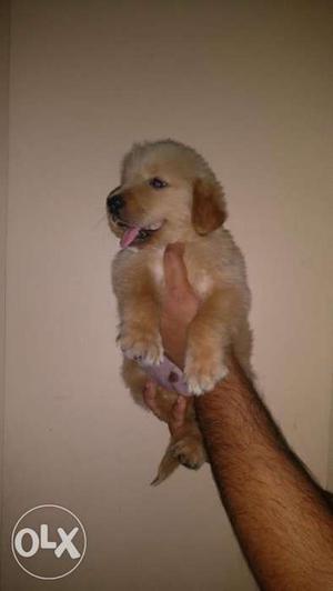 Golden retriever heavy and healthy puppies show