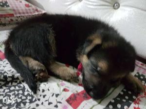 Good Quality German Sheperd Pups 3 males and 4