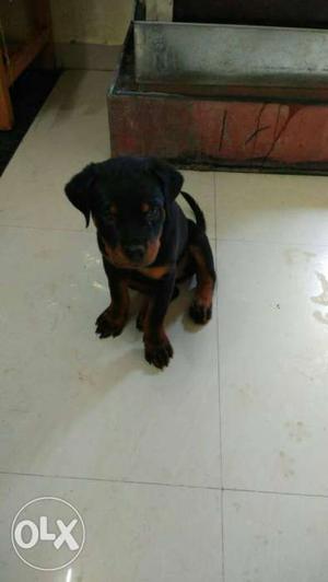 Good Quality Rottweiler female puppy in very low