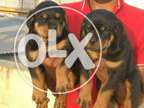 Good looking breed Sweet PeT Quality Rottweiler with paper