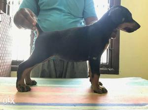 Good quality Doberman puppy's available for