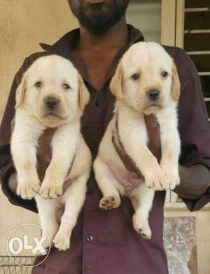 Good quality Labrador Puppies available