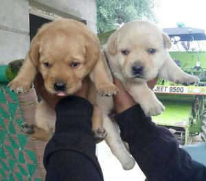 Good quality Labrador puppies available