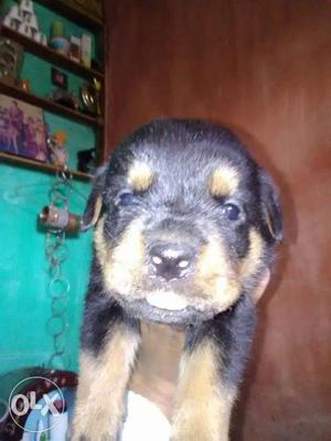 Good quality Rottweiler femail very low price