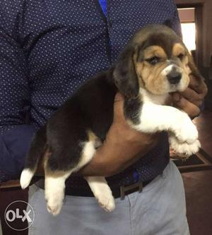 Good quality beagle male puppy for sale