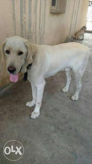 Good quality labrador male 10 months old