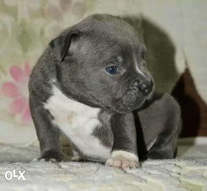 Gray American Bully Puppy pitbull for new home