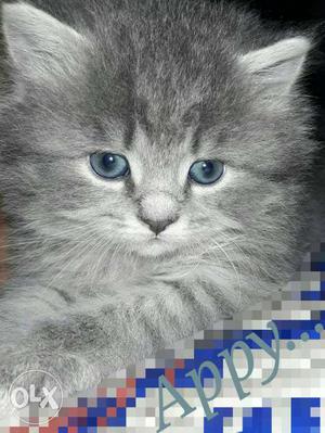 Grey And White Prsian Female Kitten