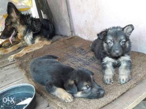 Gsd male and female double cot 35 days old