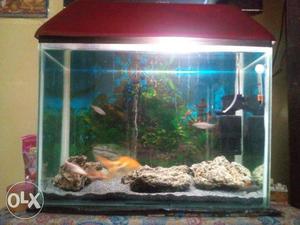 Gud condition aquarium with 1 gold 1 red tail