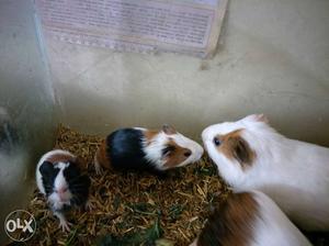 Guinea pig babies available