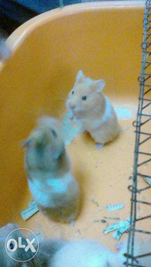 Handtam cut baby hamsters available