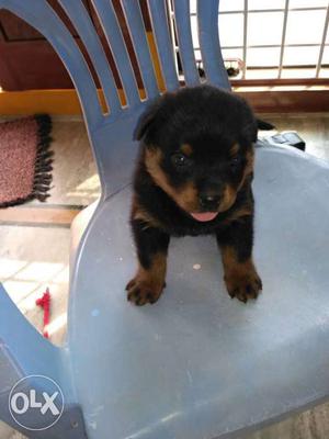 Healthy Female Rottweiler puppy 1 month old I