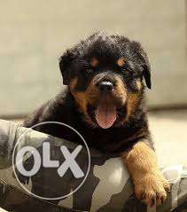 Healthy Rottweiler puppies punch face for sell