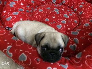 Heavy Quality Pug pups available at mr. dog904