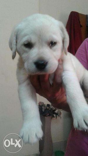 Hi Frds We have all Types Breed At Your Place Indirapuram