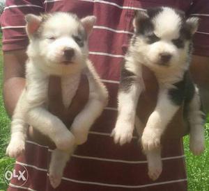 Huge Husky Puppies !!