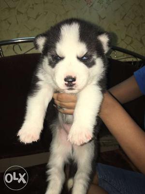 Husky for sale wholly coat puppys in mumbai for
