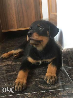 Huze size top quality female rot puppy