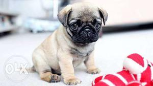 I want pug puppy for /-