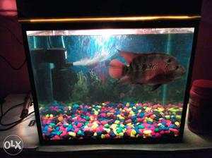 I want to sell my all aquarium accessories.