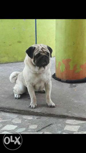 Import lineage pug for crossing and puppies
