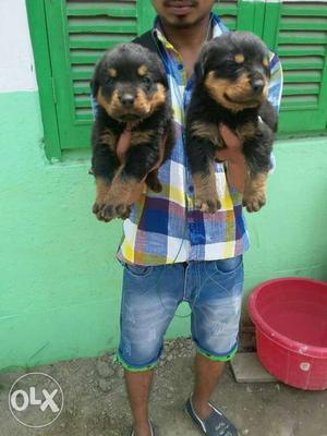 Import quality Rottweiler puppy for Sall