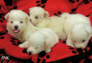 Japanese Spitz male and female available..
