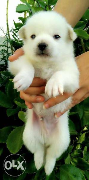 Japanese Spitz snow white male and female