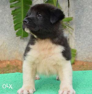 KCI Registered American Akita puppies, Husky Puppies for