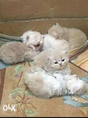 Kittens available in Mumbai