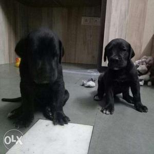 Lab goldon male only 1.5month sold in Delhi