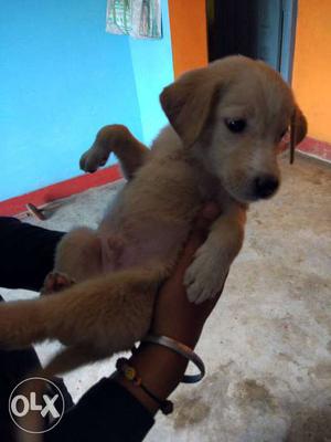 Lab nd golden retriever puppies available very