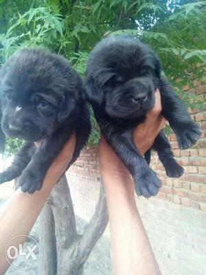 Labra pups available high quality