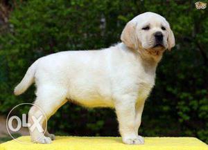 Labrador Male female both available 100% genuine