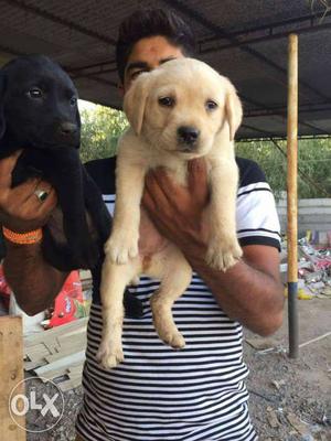 Labrador available at low price