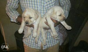 Labrador fawn colour puppies available lovely