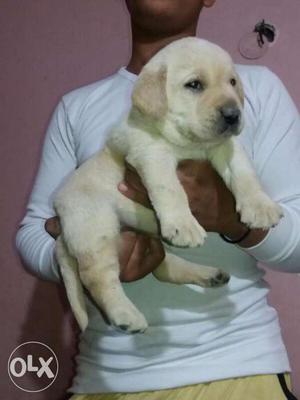 Labrador fawn colour puppies available top