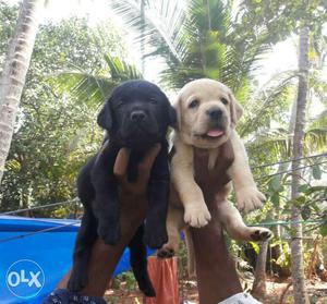 Labrador golden&Black female puppy for sale