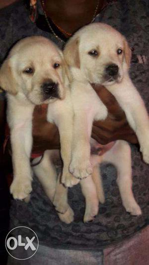 Labrador male and female both i have u want any pup so call