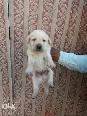 Labrador male puppies available
