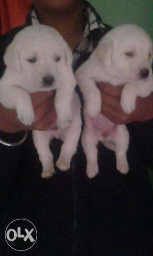 Labrador puppy for sell 35Days old.suprime kennel