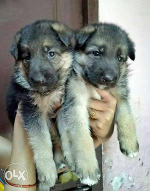 Labrador&German shepherd puppies sale lab male:-
