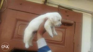 Labradore puppies available white colour all over
