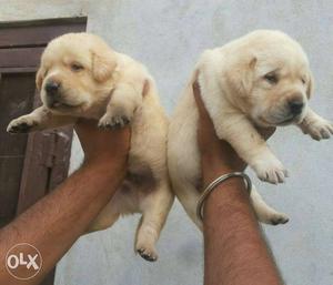 Labrador's heavy and healthy puppies show quality