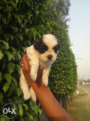 Lhasa apso male puppy available