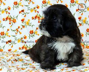 Lhasa apso male puppy for sell