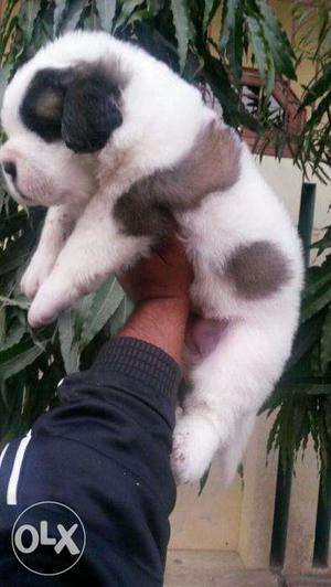 MAX KENNEL St.Bernard puppy available top good in for sell