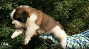 MAX KENNEL high bloodle line st bernard puppy available in