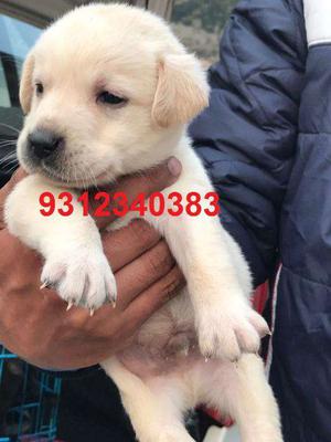 MTestify Kennel Call Me to buy best pupy Labrador & German